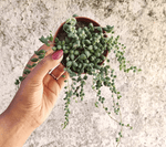 String of Tears (Senecio herreianus)