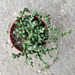 String of Tears (Senecio herreianus)