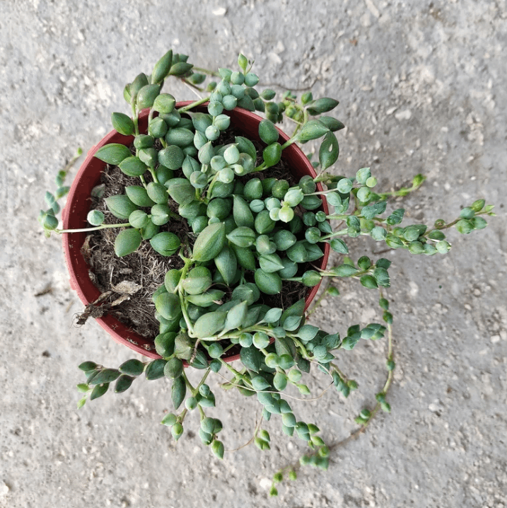 String of Tears (Senecio herreianus)