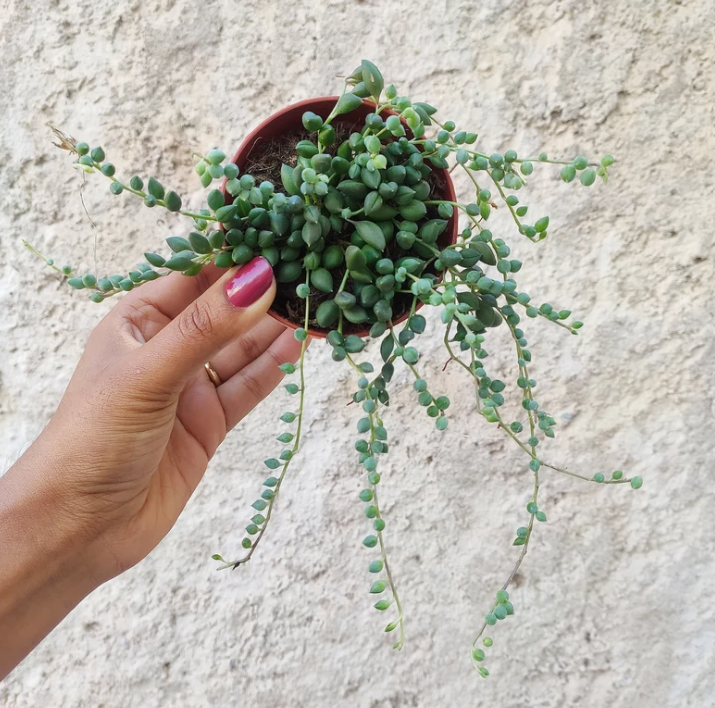 String of Tears (Senecio herreianus) – Plante retombante originale et facile