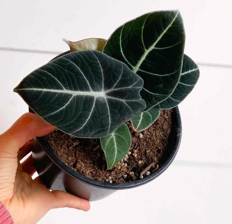 Alocasia Black Velvet bouture 4 feuilles S monjungle