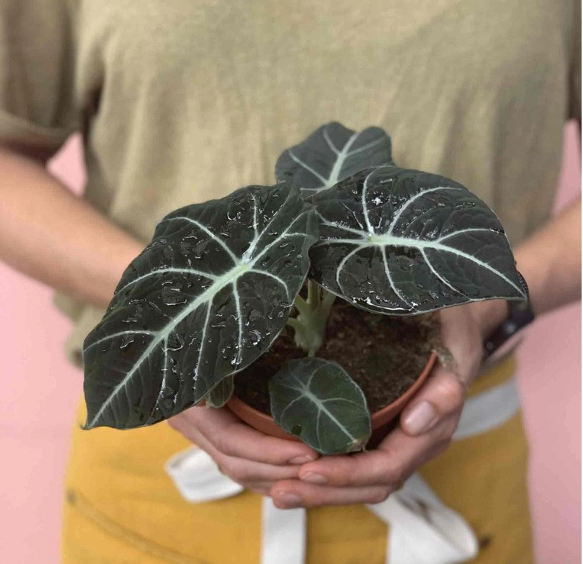 Alocasia Black Velvet bouture 4 feuilles S monjungle
