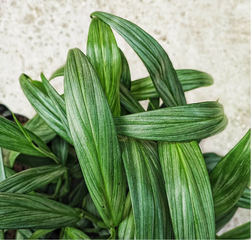 Epipremnum Pinnatum Amplissimum Silver Stripe