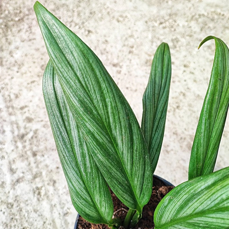 Epipremnum Pinnatum Amplissimum Silver Stripe