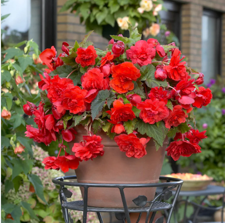 Bulbe - begonia odorosa red sunset (x2) - monjungle