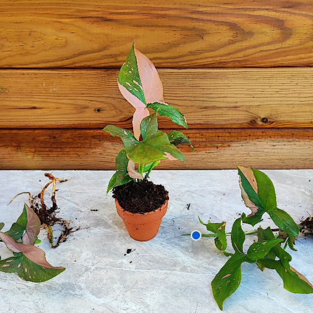Syngonium Pink Splash - monjungle