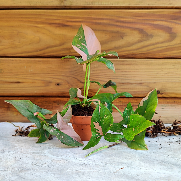 Syngonium Pink Splash