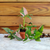 Syngonium Pink Splash