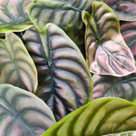 Alocasia Cuprea Red Secret
