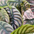 Alocasia Cuprea Red Secret - monjungle