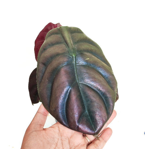Alocasia Cuprea Red Secret - monjungle