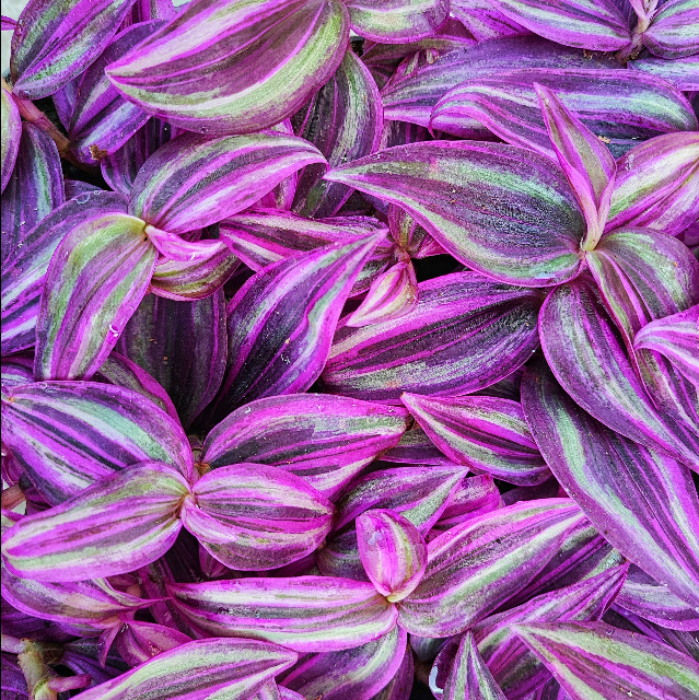 Tradescantia Pink Paradise