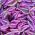Tradescantia Pink Paradise - monjungle
