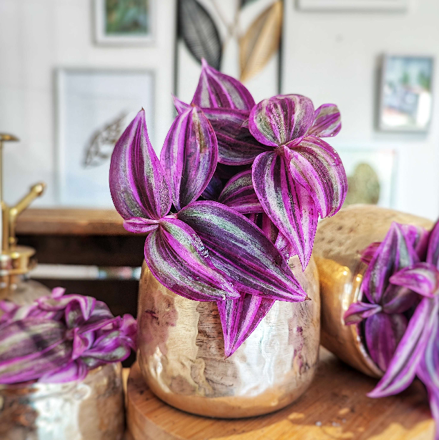 Tradescantia Pink Paradise