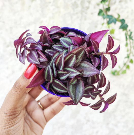 Tradescantia Purple Joy