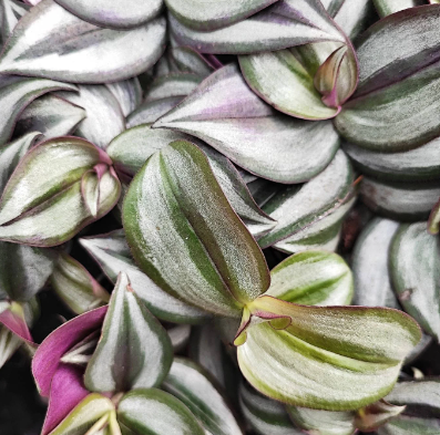 Tradescantia Purpusii
