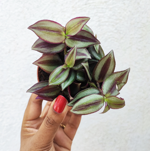 Tradescantia Purpusii