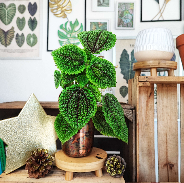 Pilea Moon Valley