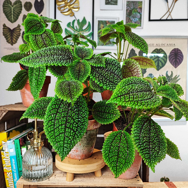 Pilea Moon Valley - monjungle