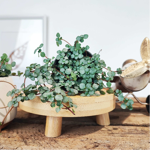 Pilea Glaucophylla Greyzy