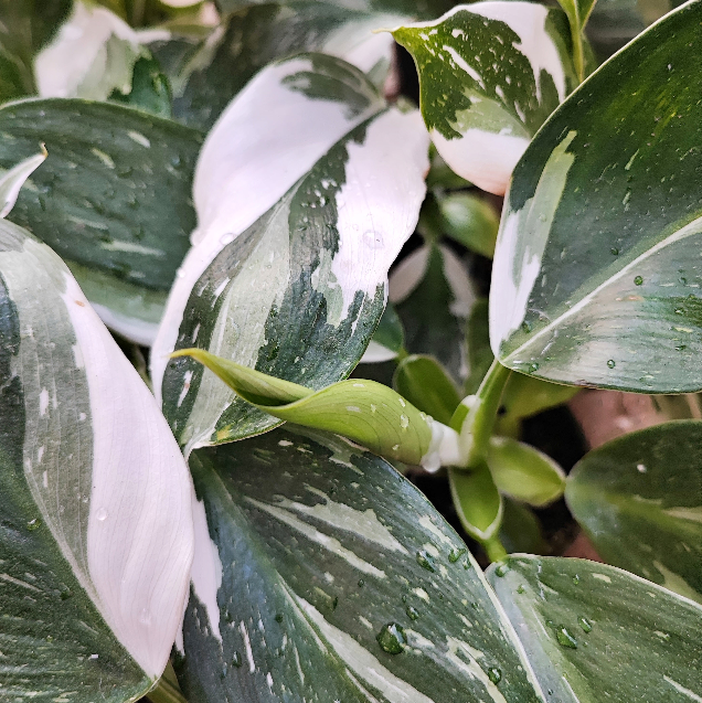 Philodendron White Princess