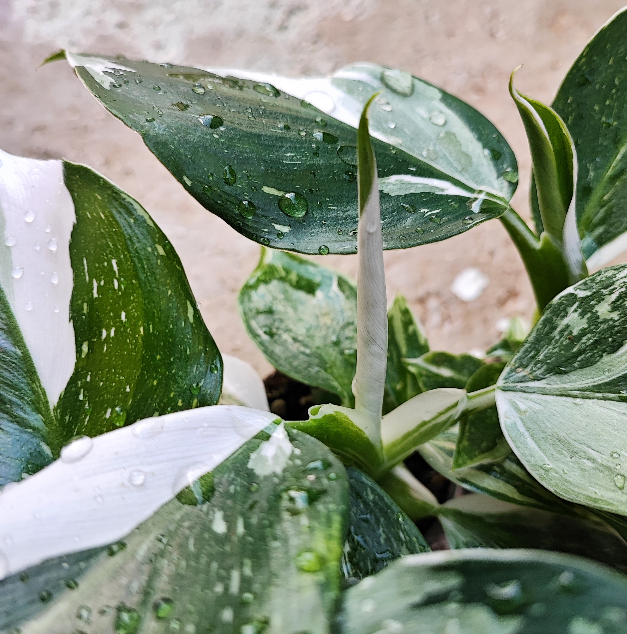 Philodendron White Princess