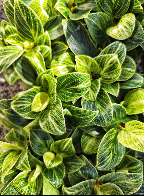 Philodendron Green Veins