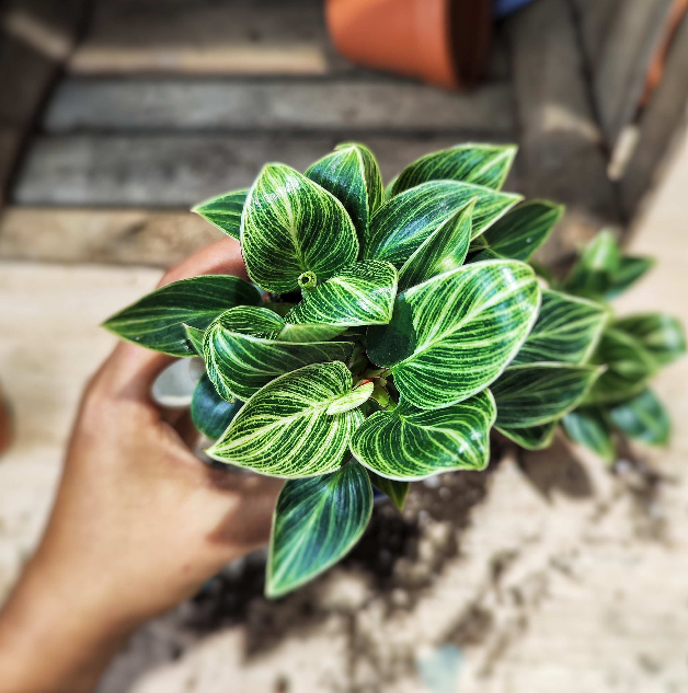 Philodendron Green Veins