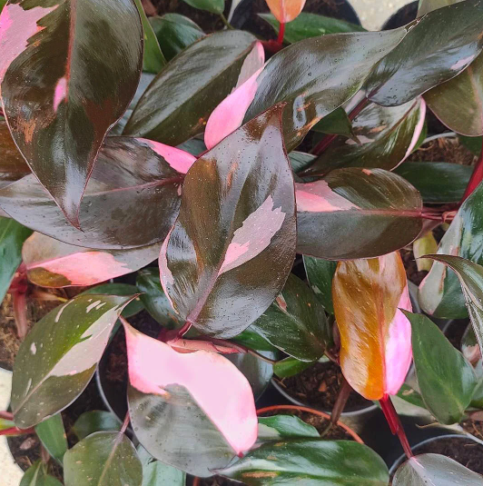 Philodendron Pink Princess
