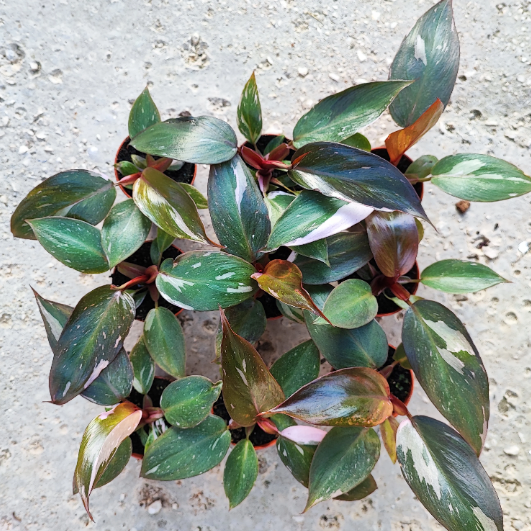 Philodendron Pink Princess
