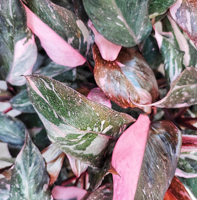 Philodendron Pink Princess Marble