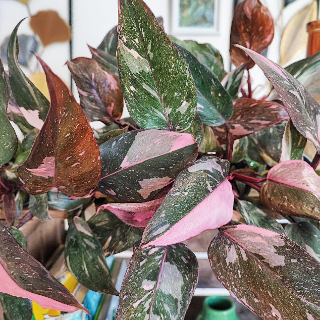 Philodendron Pink Princess Marble