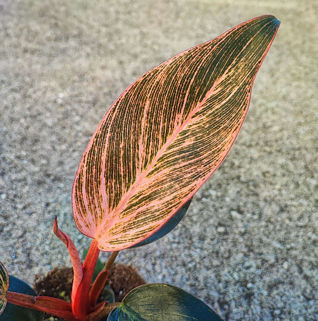 Philodendron Pink Bikini