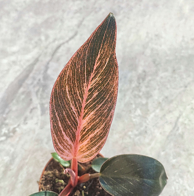 Philodendron Pink Bikini