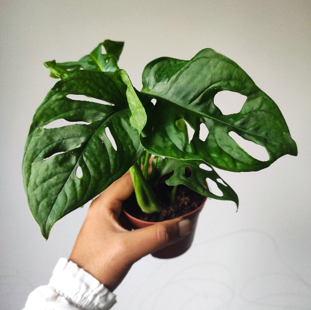 Monstera adansonii