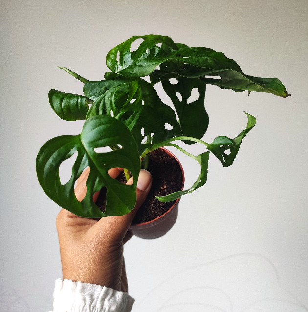 Monstera adansonii