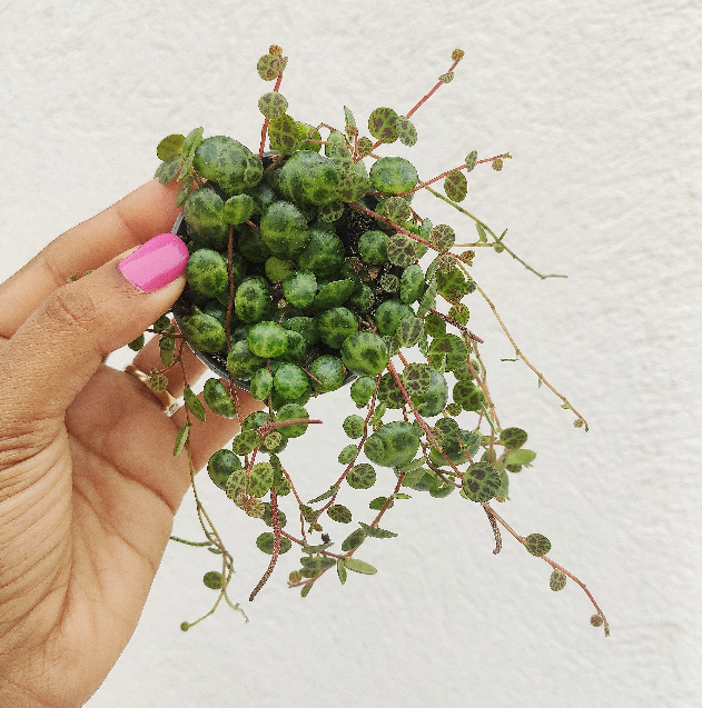Peperomia Prostrata - String of Turtles