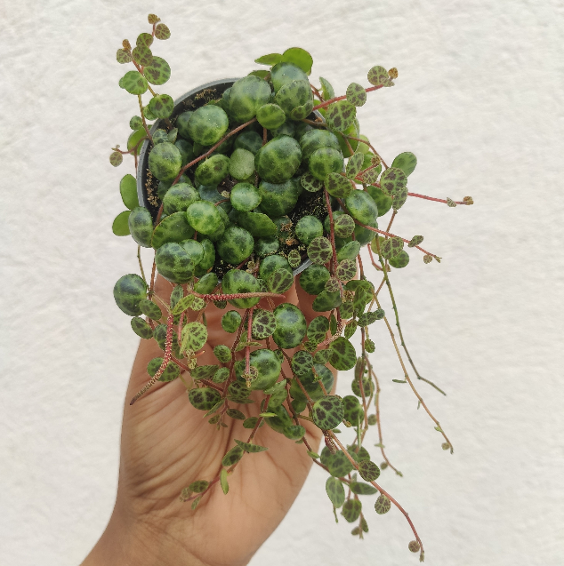 Peperomia Prostrata - String of Turtles