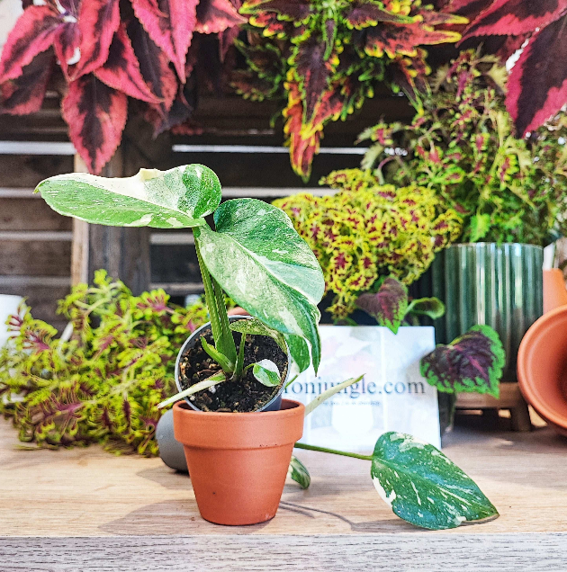 Monstera Thai Constellation