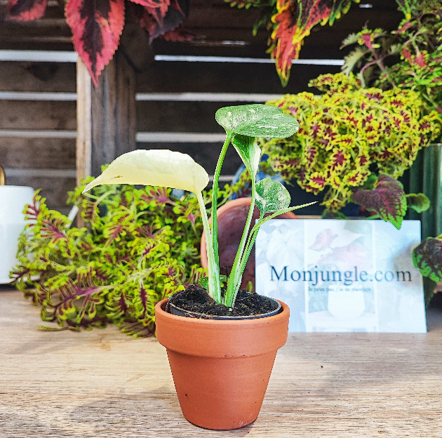 Monstera Thai Constellation