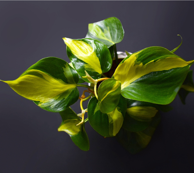 Philodendron Scandens Brazil