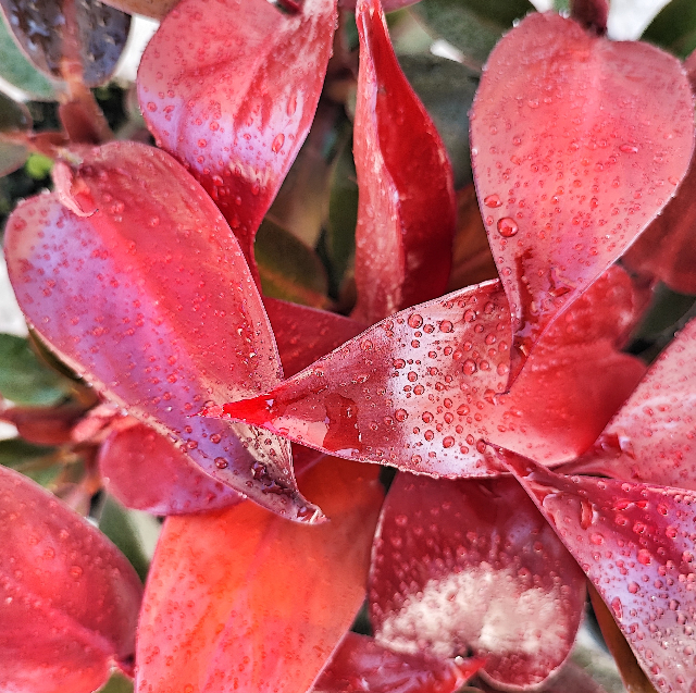 Philodendron Red Sun