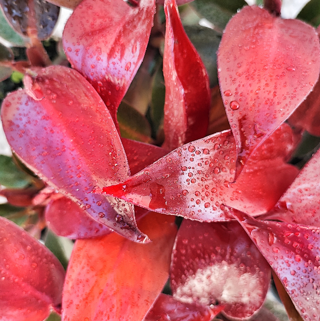 Philodendron Red Sun