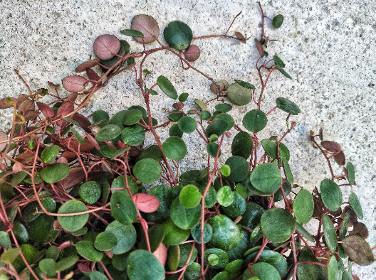 Peperomia Pepperspot