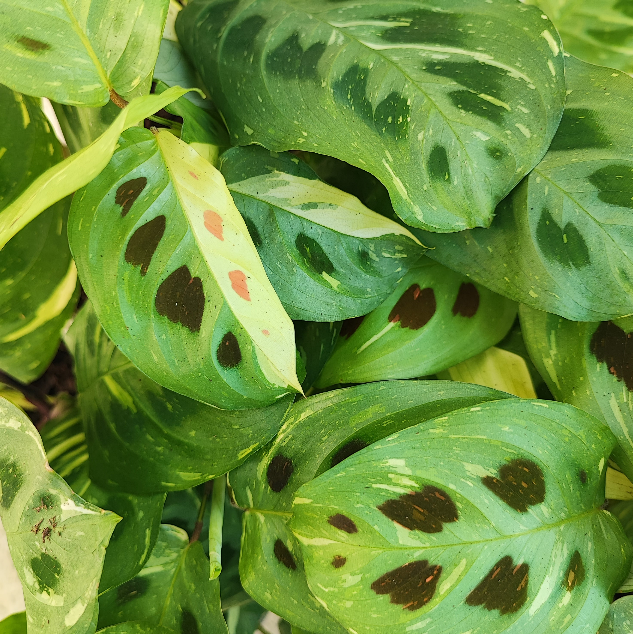 Maranta leu. Kerchoveana