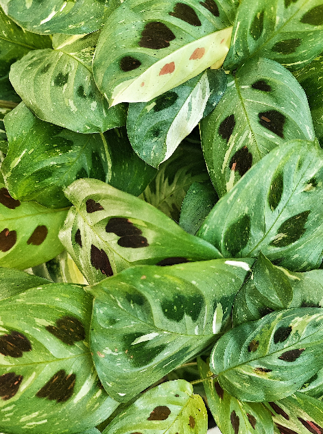 Maranta leu. Kerchoveana