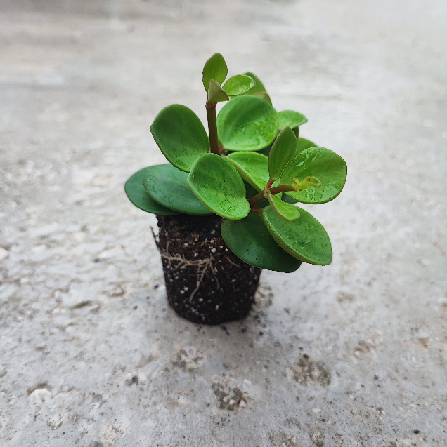 Peperomia Hope