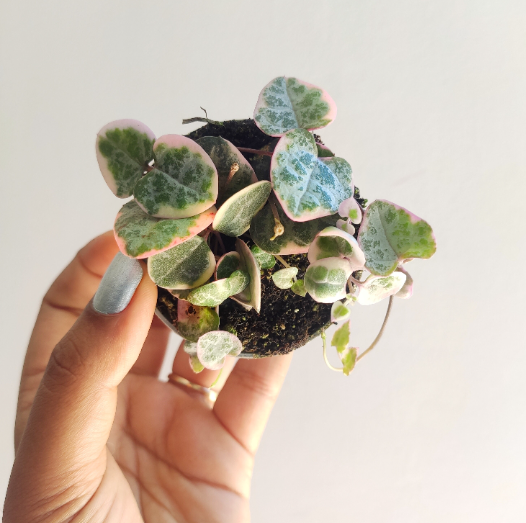 Ceropegia Woodii Variegata - monjungle
