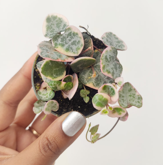 Ceropegia Woodii Variegata - monjungle
