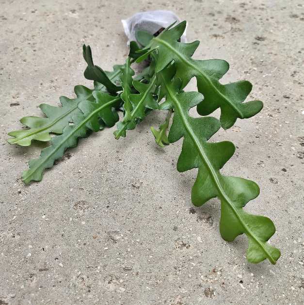 Epiphyllum Anguliger - monjungle